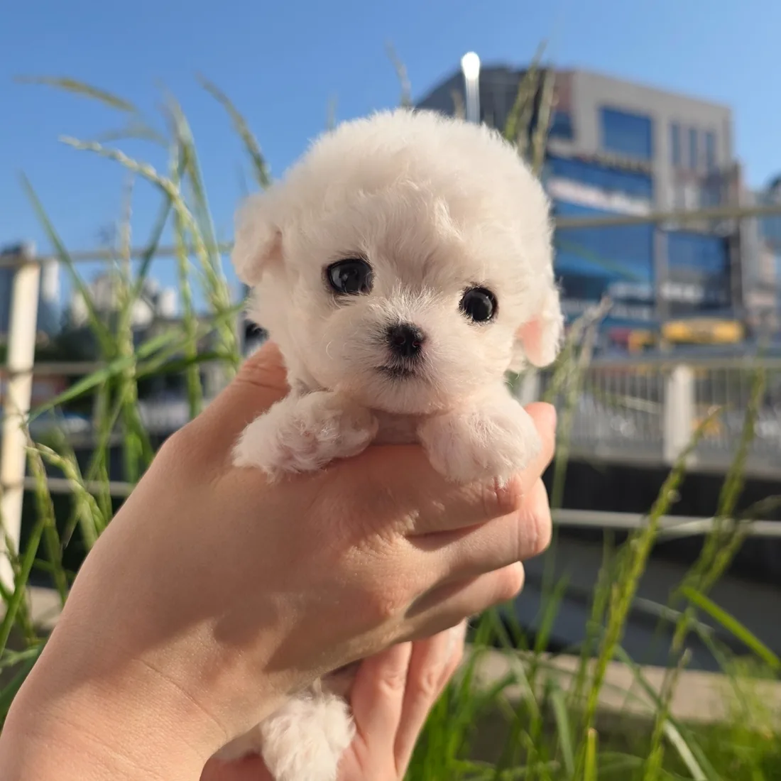 비숑프리제 분양