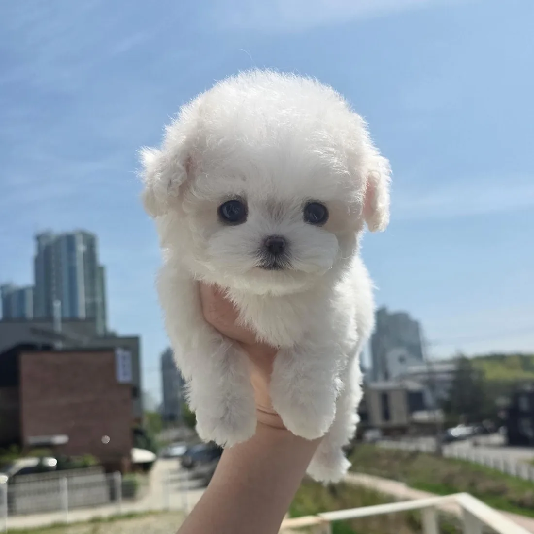 비숑프리제 사진 2
