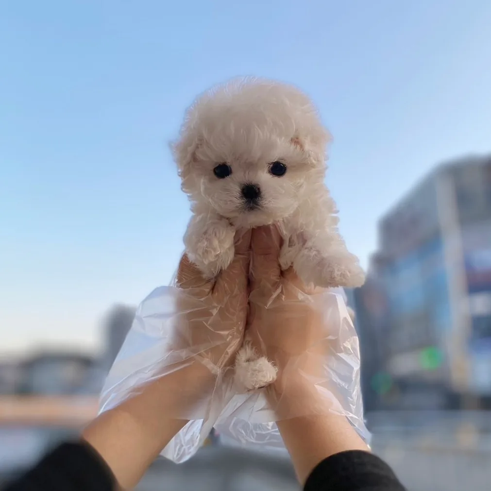 비숑프리제 사진 3