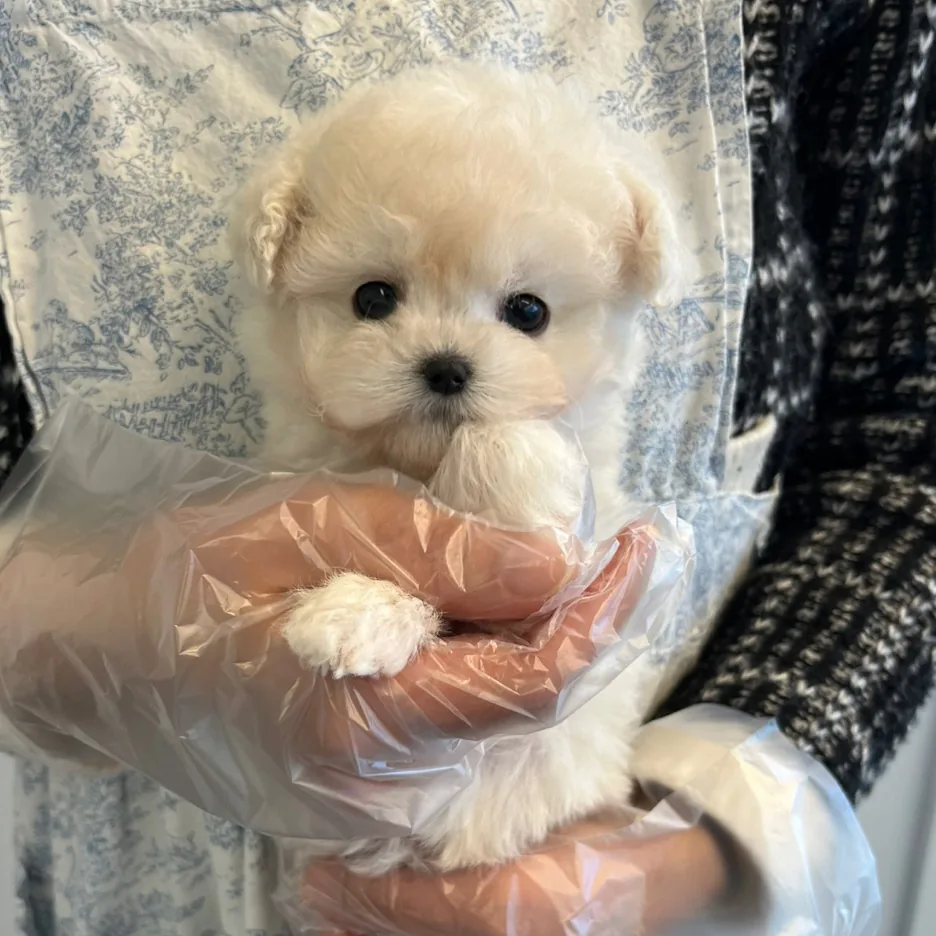 비숑프리제 사진 4