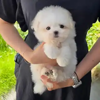 꼬똥드툴레아 분양