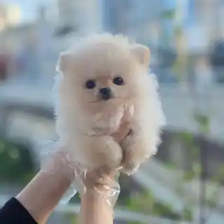 폼피츠 분양