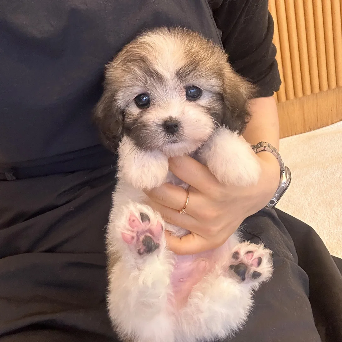 꼬숑 사진 5