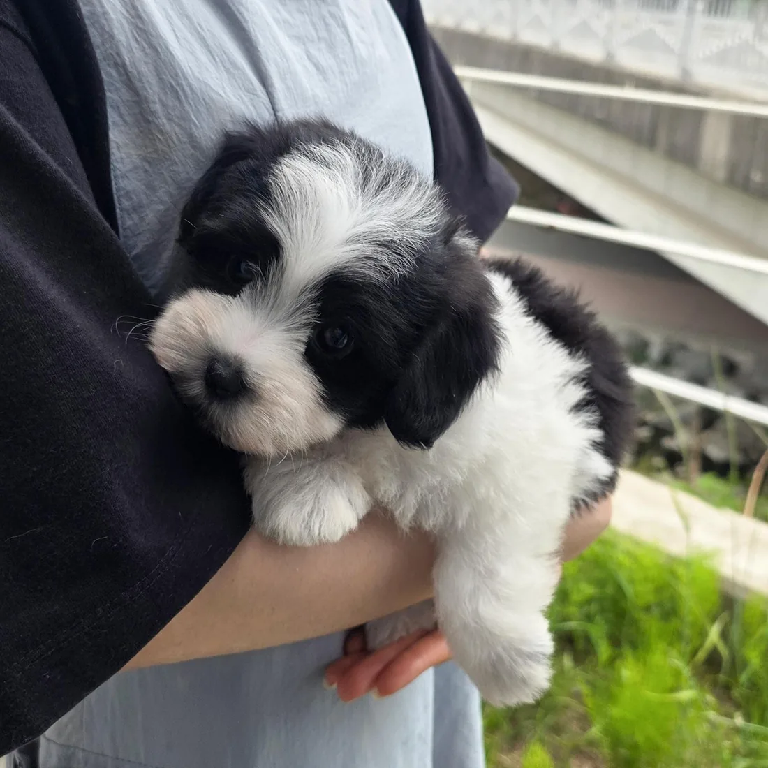 꼬숑 사진 3