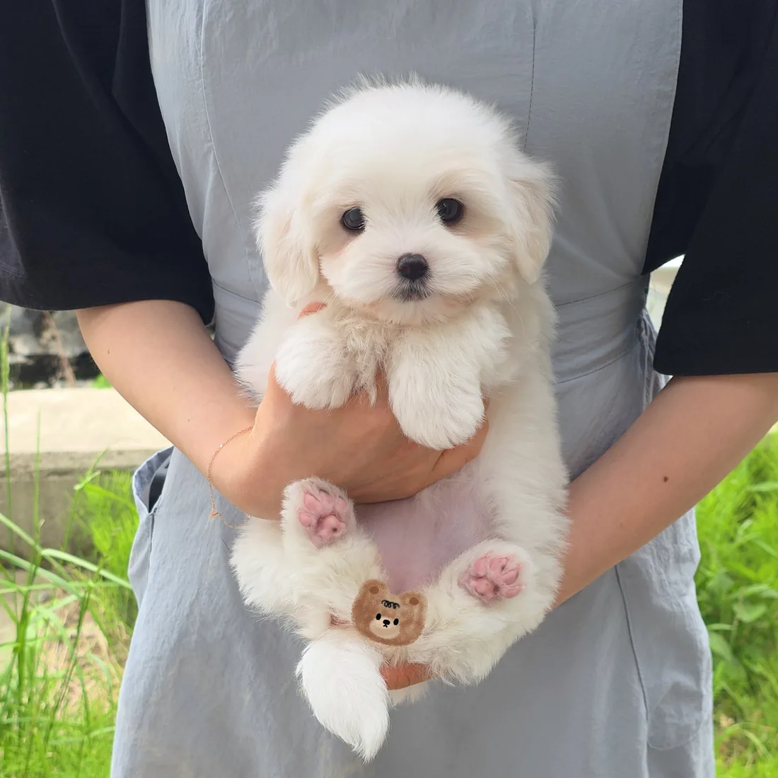 꼬숑 사진 4