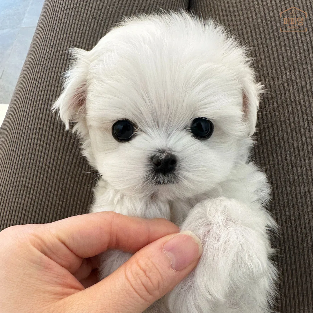 말티즈 사진 5