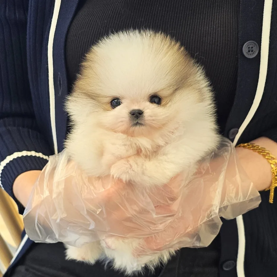 강아지분양 정보 안내 이미지