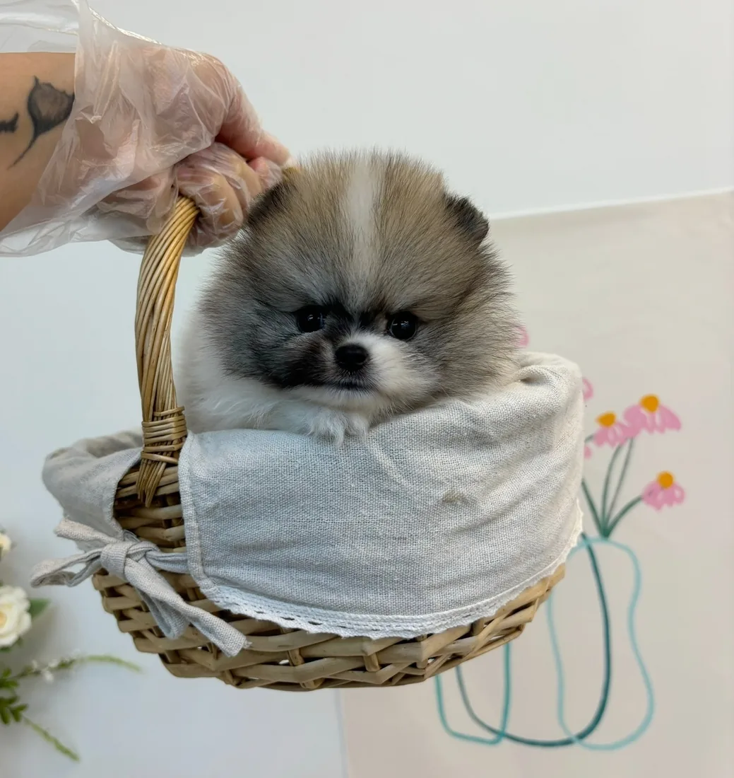 포메라니안 분양