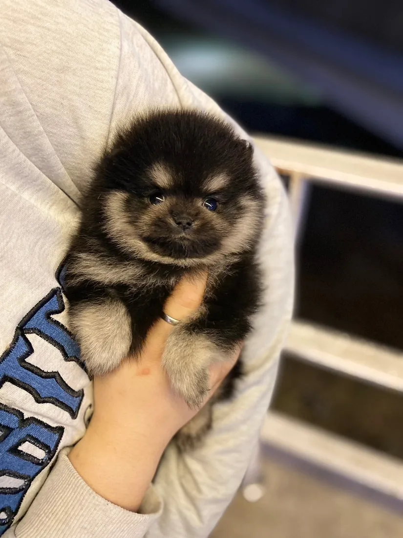 포메라니안 사진 2