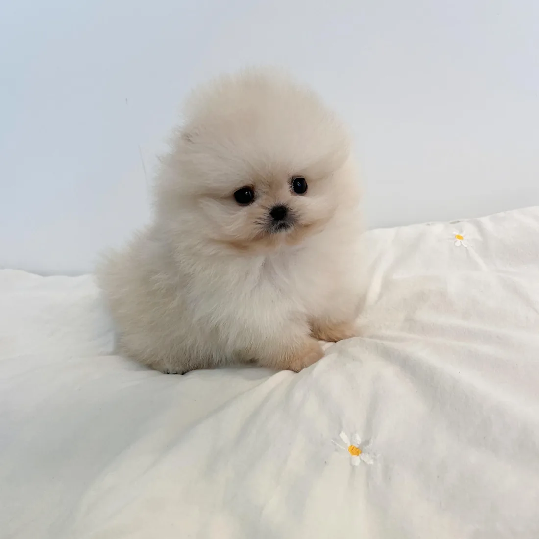 포메라니안 사진 4
