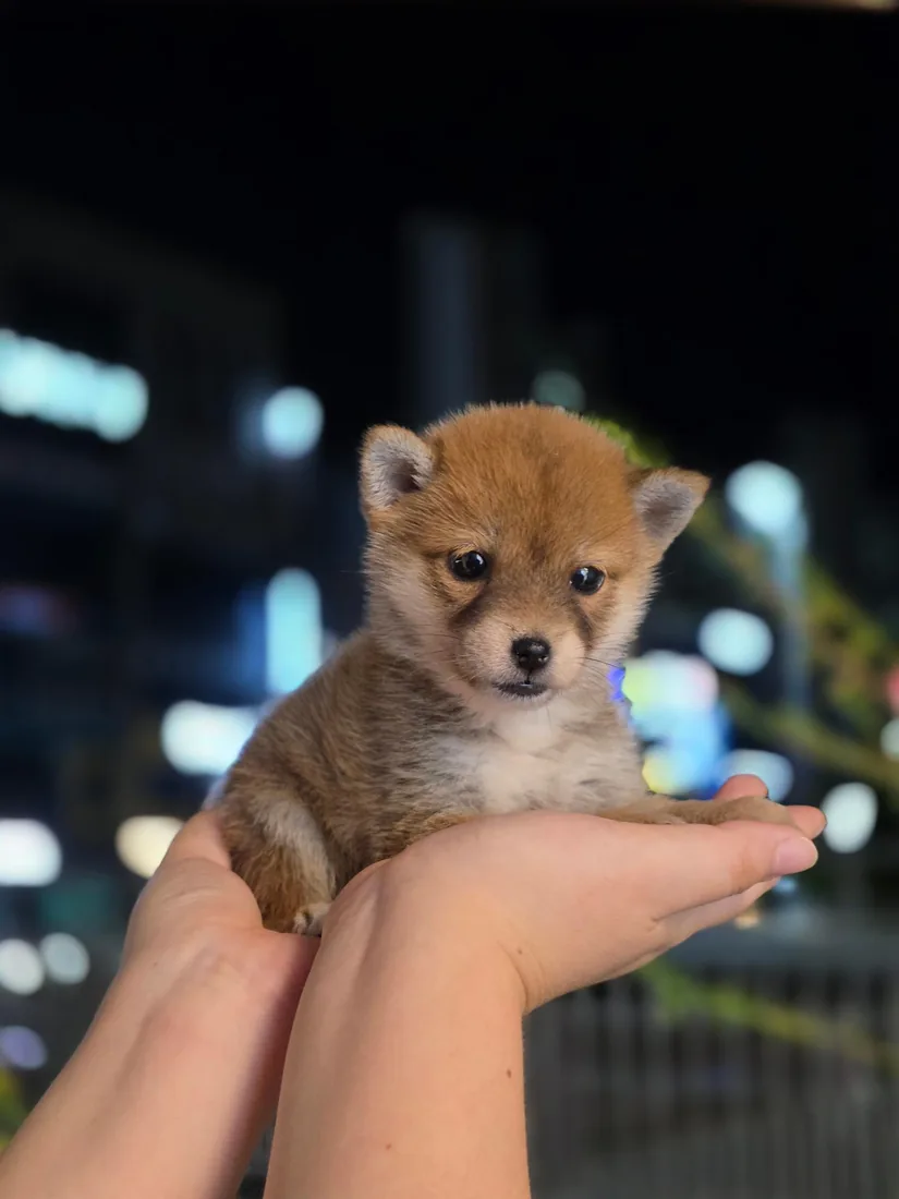 시바견 사진 3
