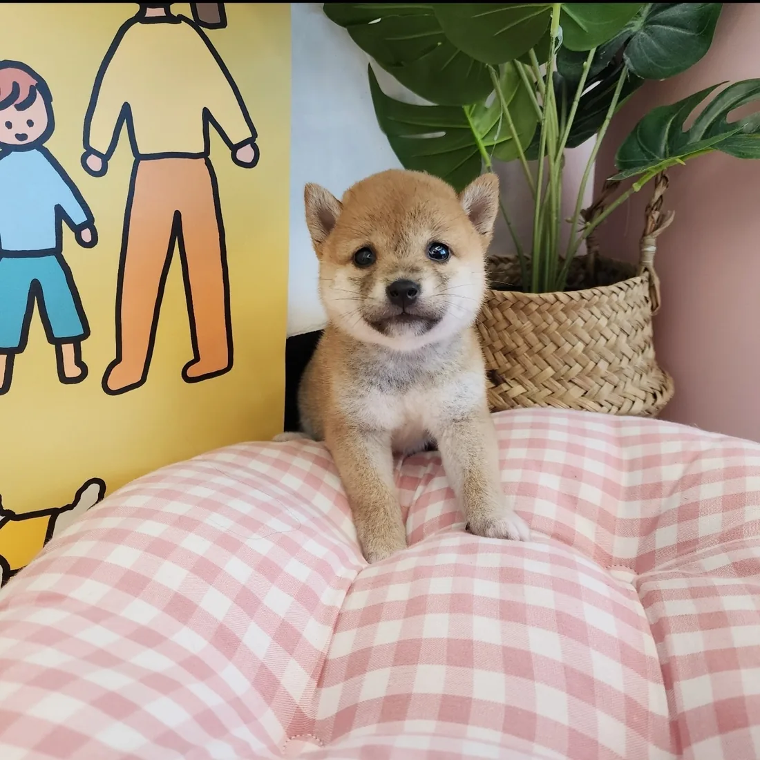 시바견 사진 2