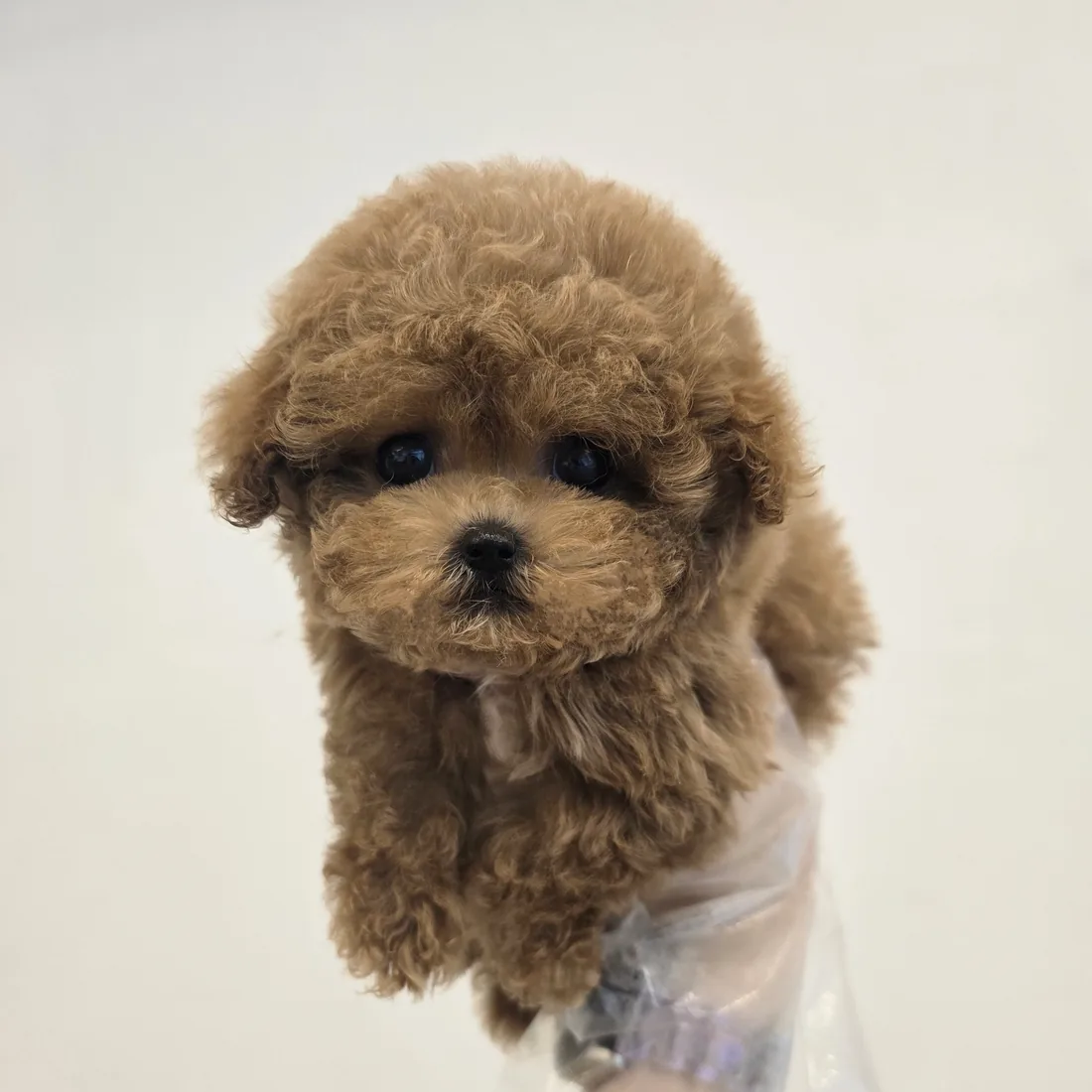 토이푸들 사진 4