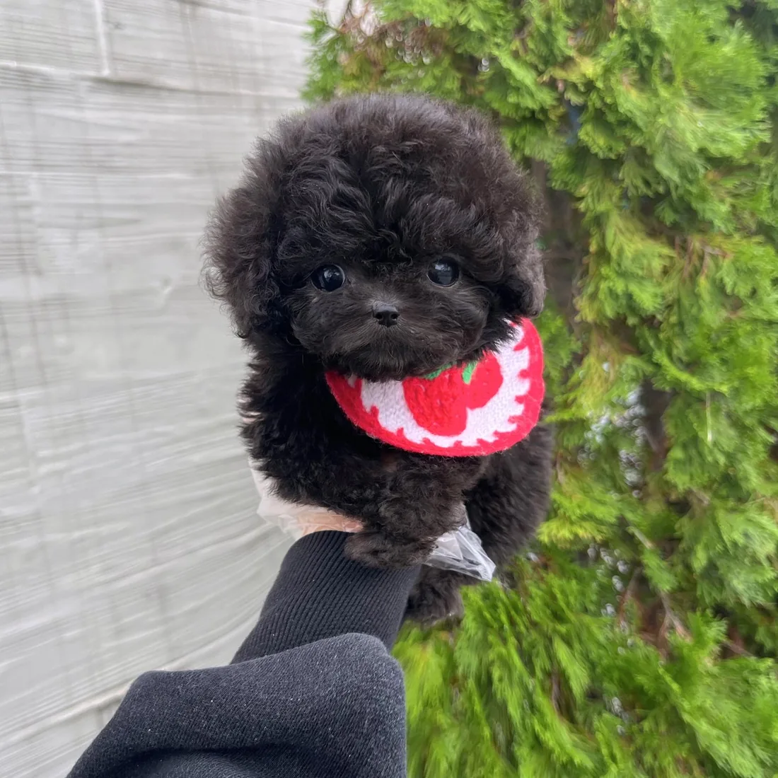 토이푸들 사진 5
