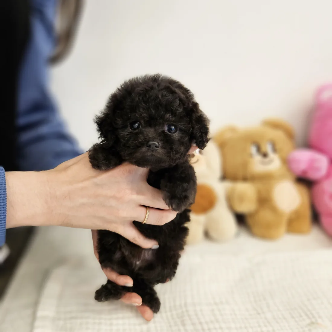 토이푸들 분양