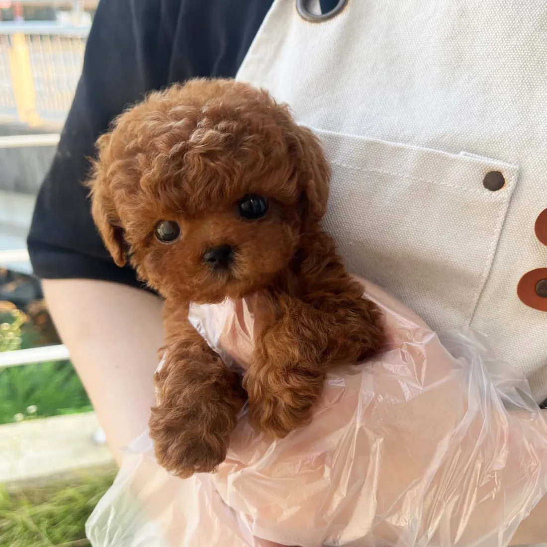 토이푸들 사진 3