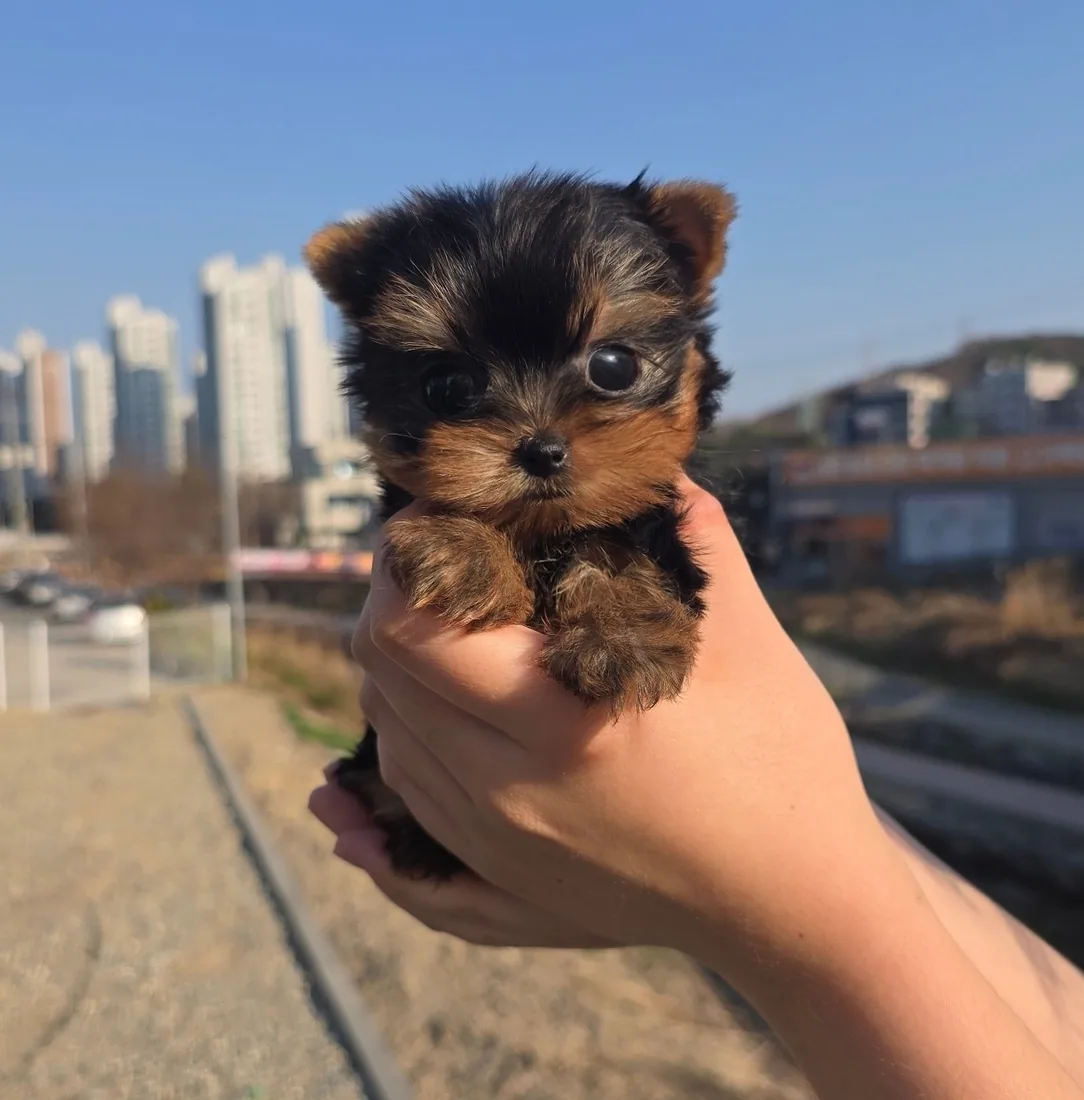 요크셔테리어 분양