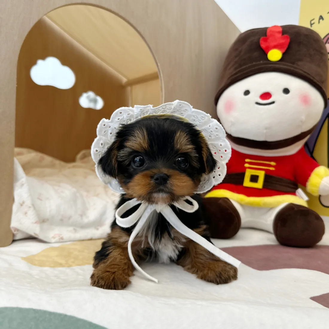 요크셔테리어 사진 3